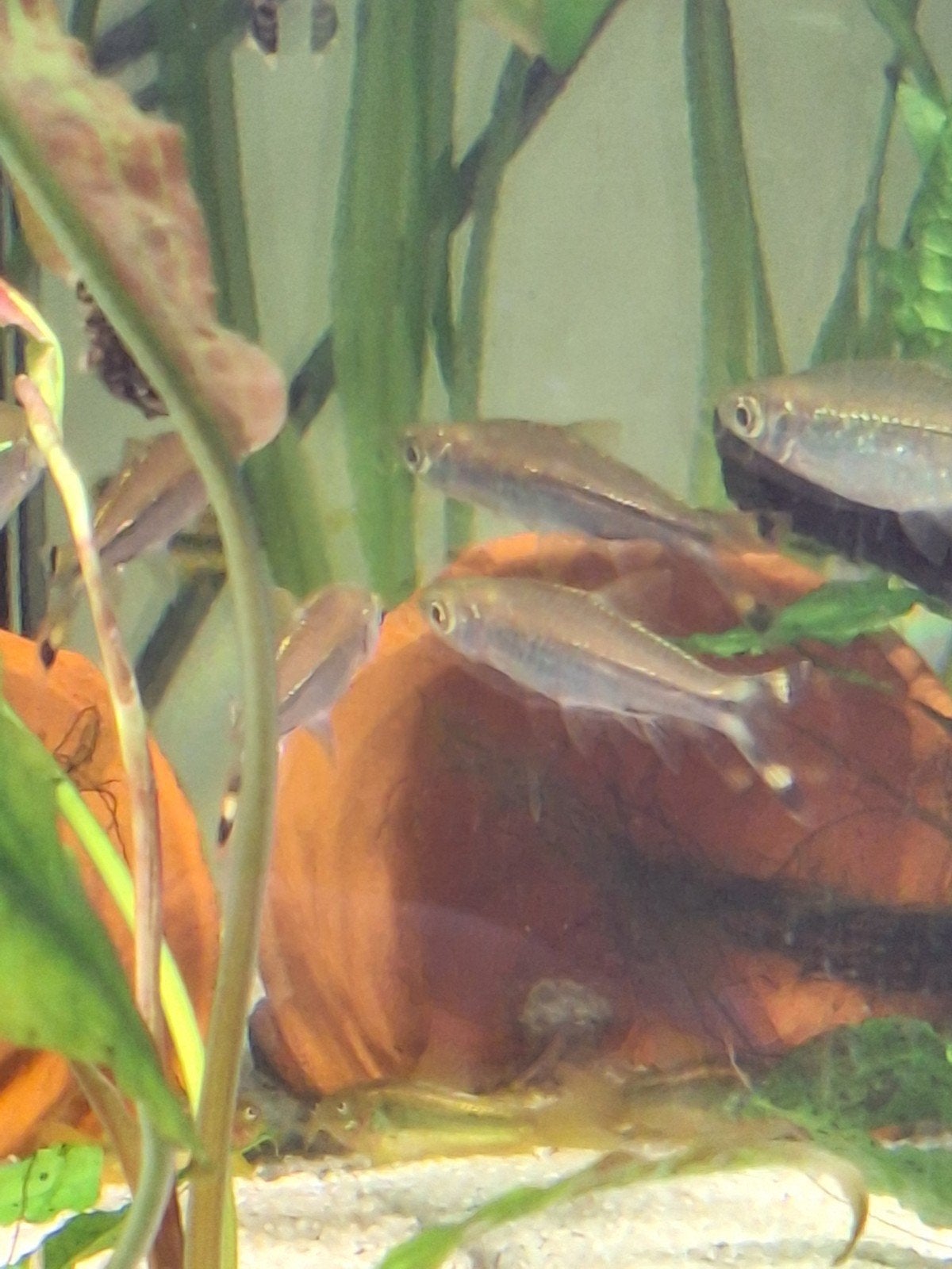rasbora's trilineata, Poisson, Poisson d'eau douce, Banc de poissons