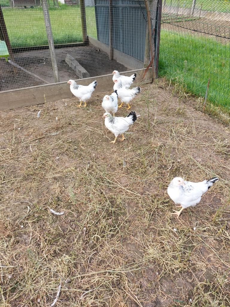 Sussex kippen, Dieren en Toebehoren, Pluimvee