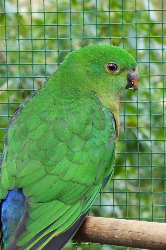 KONINGS PARKIET POP, Femelle, Perruche, Bagué