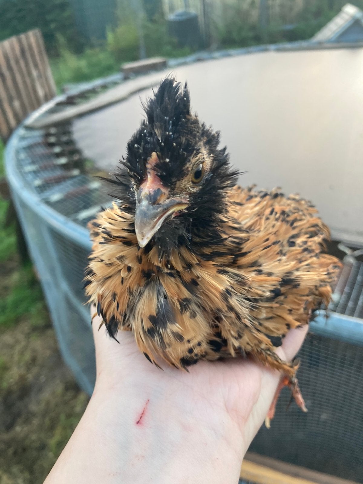 Krulveer kriel, Dieren en Toebehoren, Geslacht onbekend, Kip