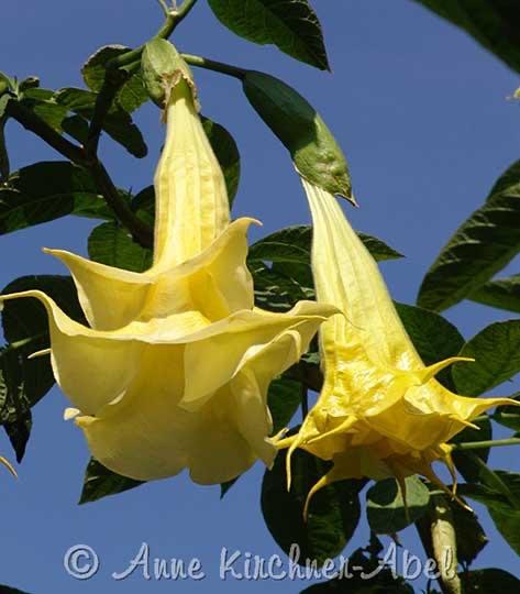 Angels Sunflower Brugmansia planten (Dubbelbloemig), Autres espèces, Plein soleil, Été, Enlèvement