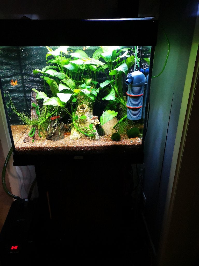 Juwel lido met binnen en buitenfilter en kast, Ophalen, Inclusief deksel, Juwel, Gevuld zoetwateraquarium