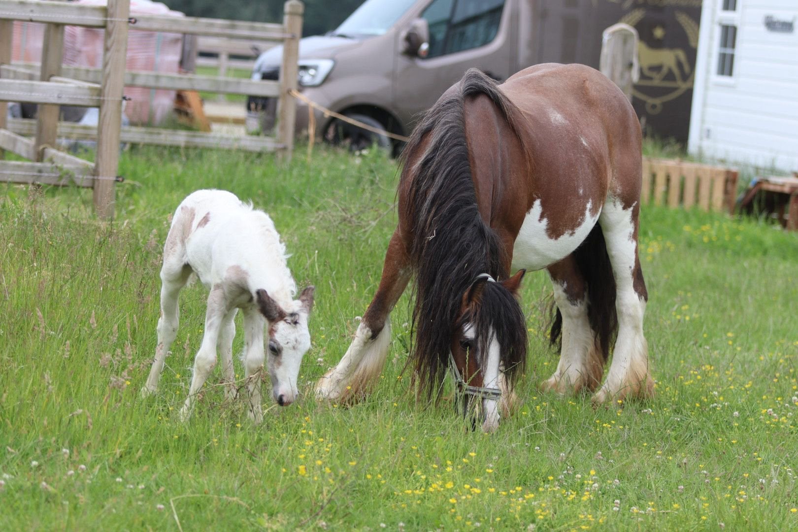 Speciale Tinker met prachtig merrieveulentje, Dieren en Toebehoren, Pony's, Merrie