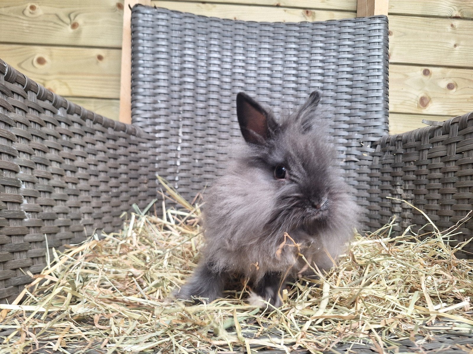 teddy dwerg dwergkonijnen, Meerdere dieren, Dwerg, 0 tot 2 jaar