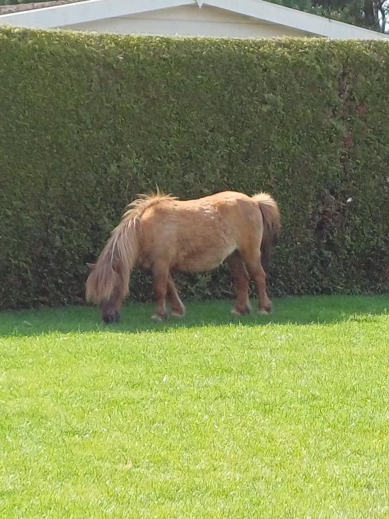 Pony & geitjes, Animaux & Accessoires