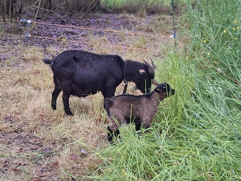 Zwarte dwerggeit mieke, Dieren en Toebehoren, Schapen, Geiten en Varkens, Vrouwelijk, Geit, 3 tot 5 jaar