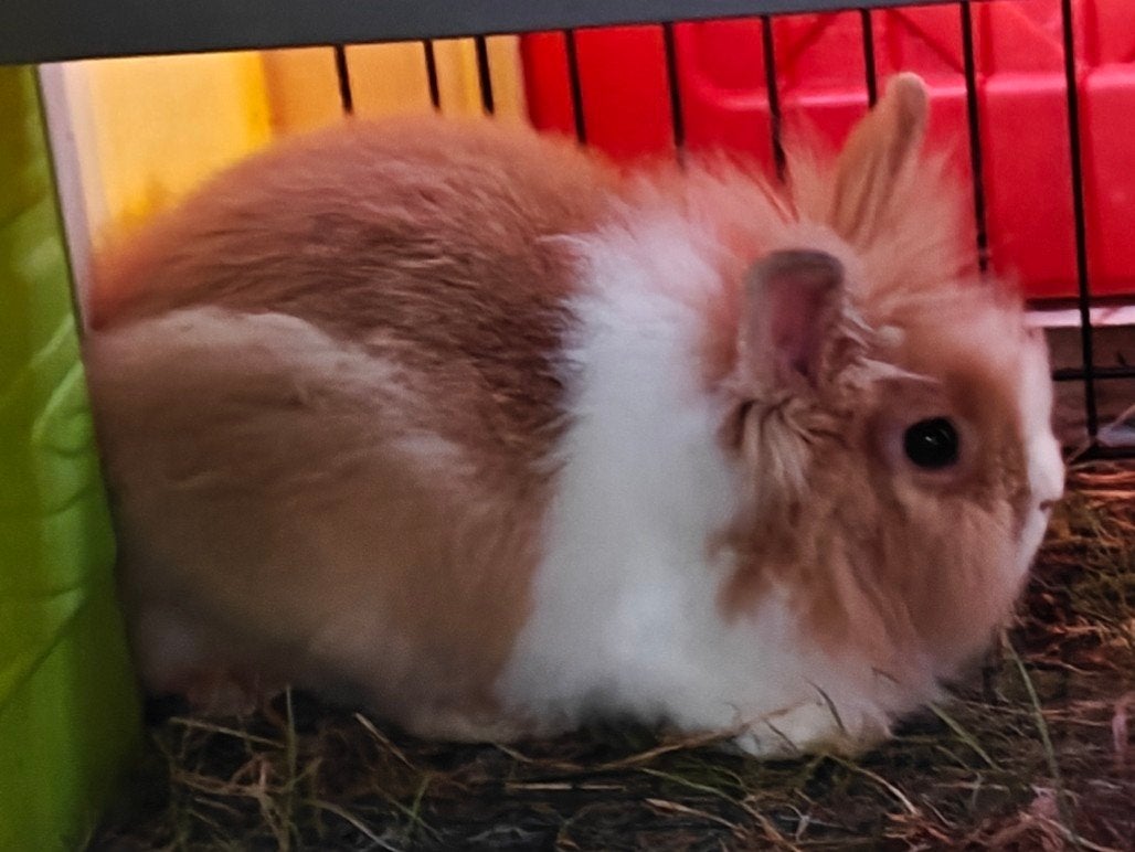 Teddy dwergkonijn, Dieren en Toebehoren, Konijnen