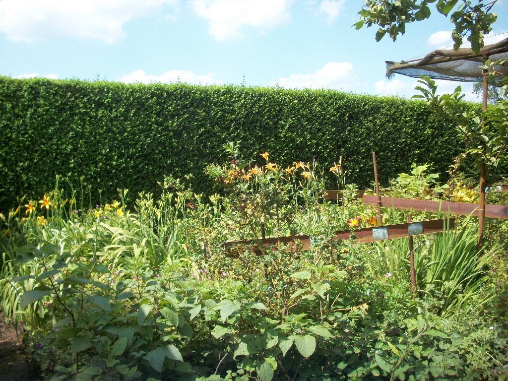 Gratis bezoek 'Open geraniumtuin', Tuin en Terras, Planten | Tuinplanten, Vaste plant, Halfschaduw, Zomer, Ophalen