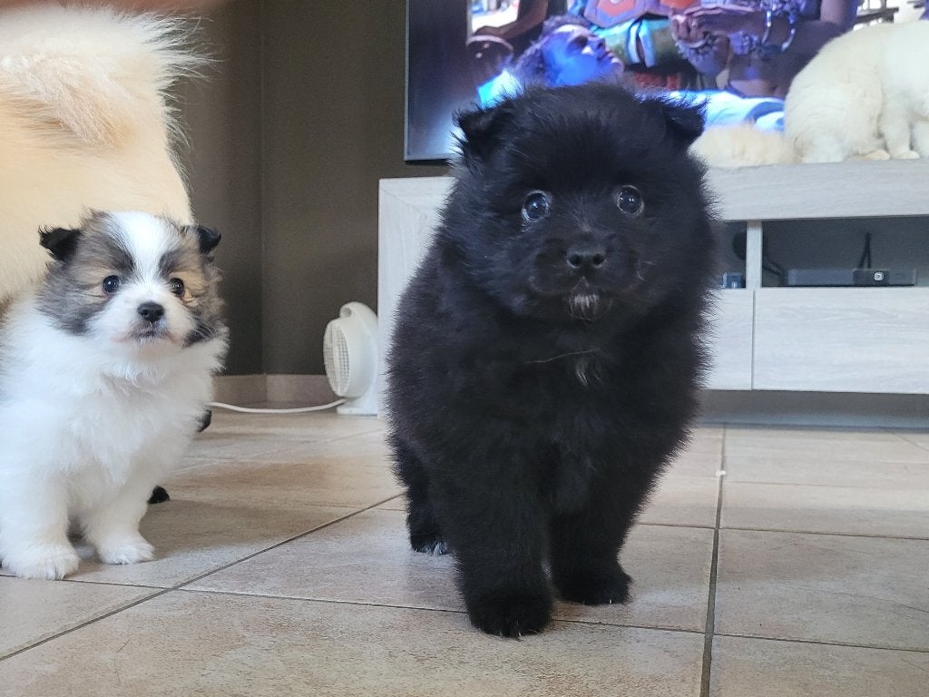 Loulou/Spitz Allemand, Animaux & Accessoires, Particulier, Loulou, 8 à 15 semaines, Plusieurs