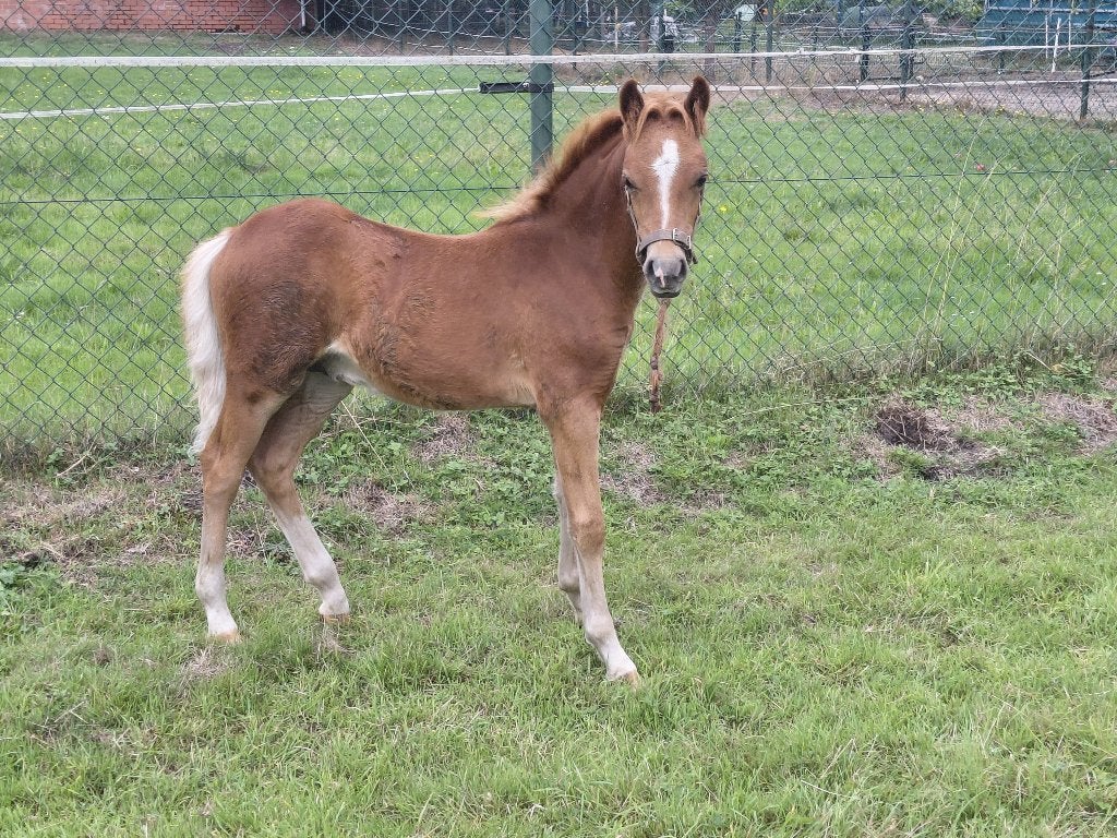 Mooi welsh hengst veulen, Dieren en Toebehoren, Met stamboom, 0 tot 2 jaar, Hengst, A pony (tot 1.17m)
