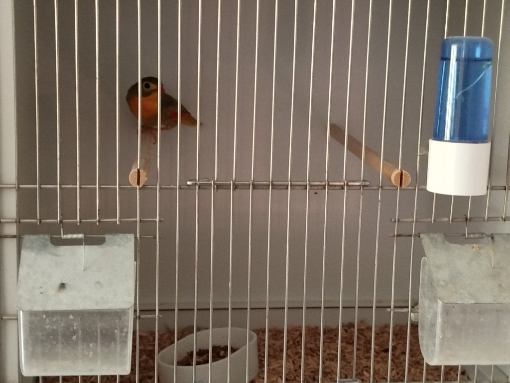 Mutatie Nachtegalen, Dieren en Toebehoren, Vogels | Overige Vogels