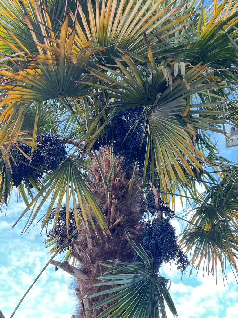 California fan palm or Mexican fan palm zaden, Tuin en Terras, Ophalen, Zaad