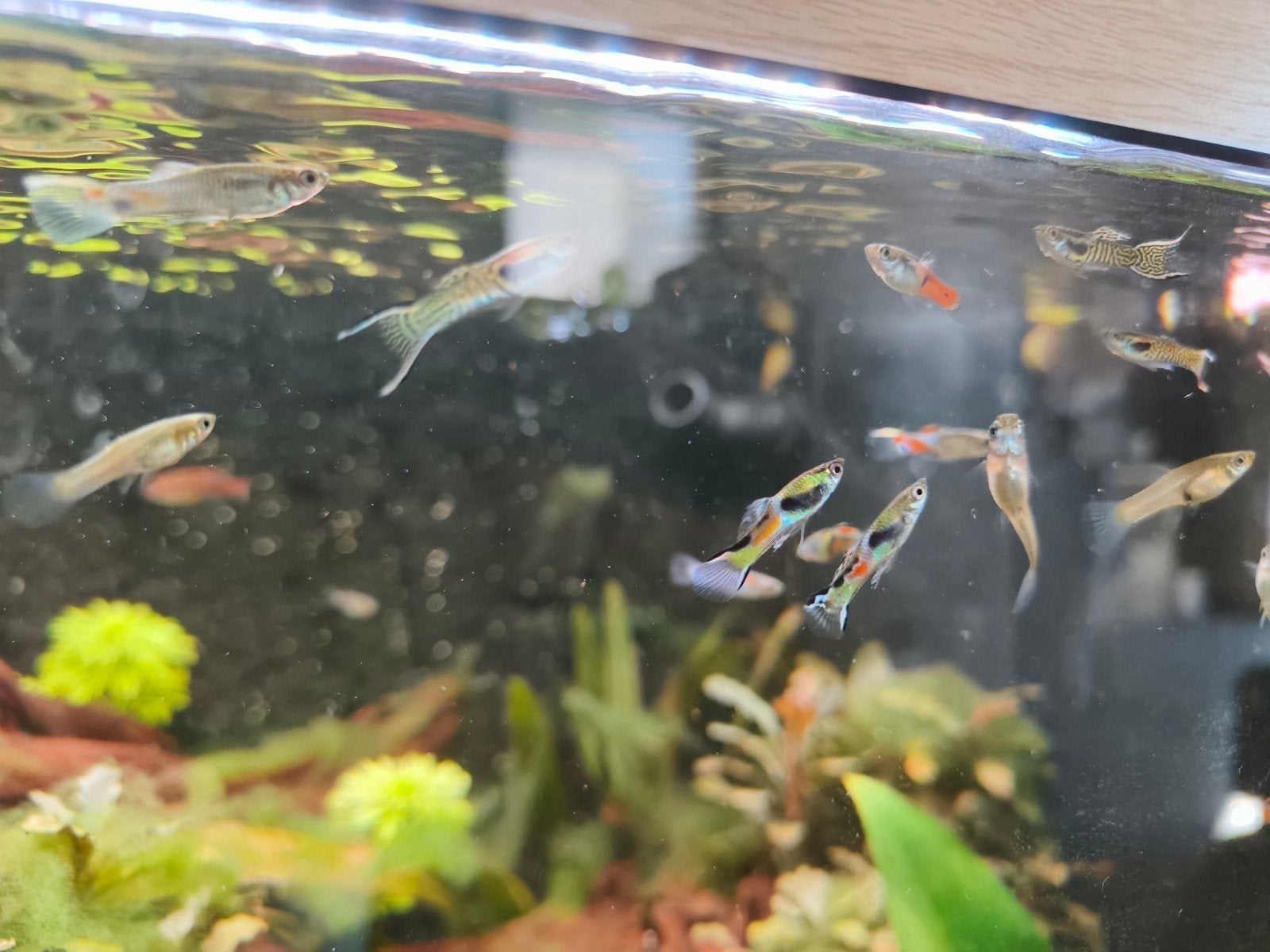 endler guppys, Dieren en Toebehoren