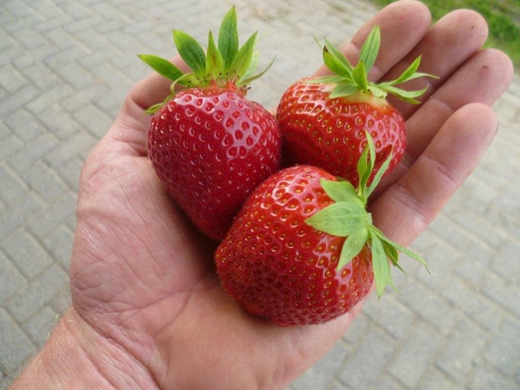 aardbeiplanten 8 verschillende soorten, Tuin en Terras, Planten | Tuinplanten, Vaste plant, Ophalen of Verzenden, Halfschaduw