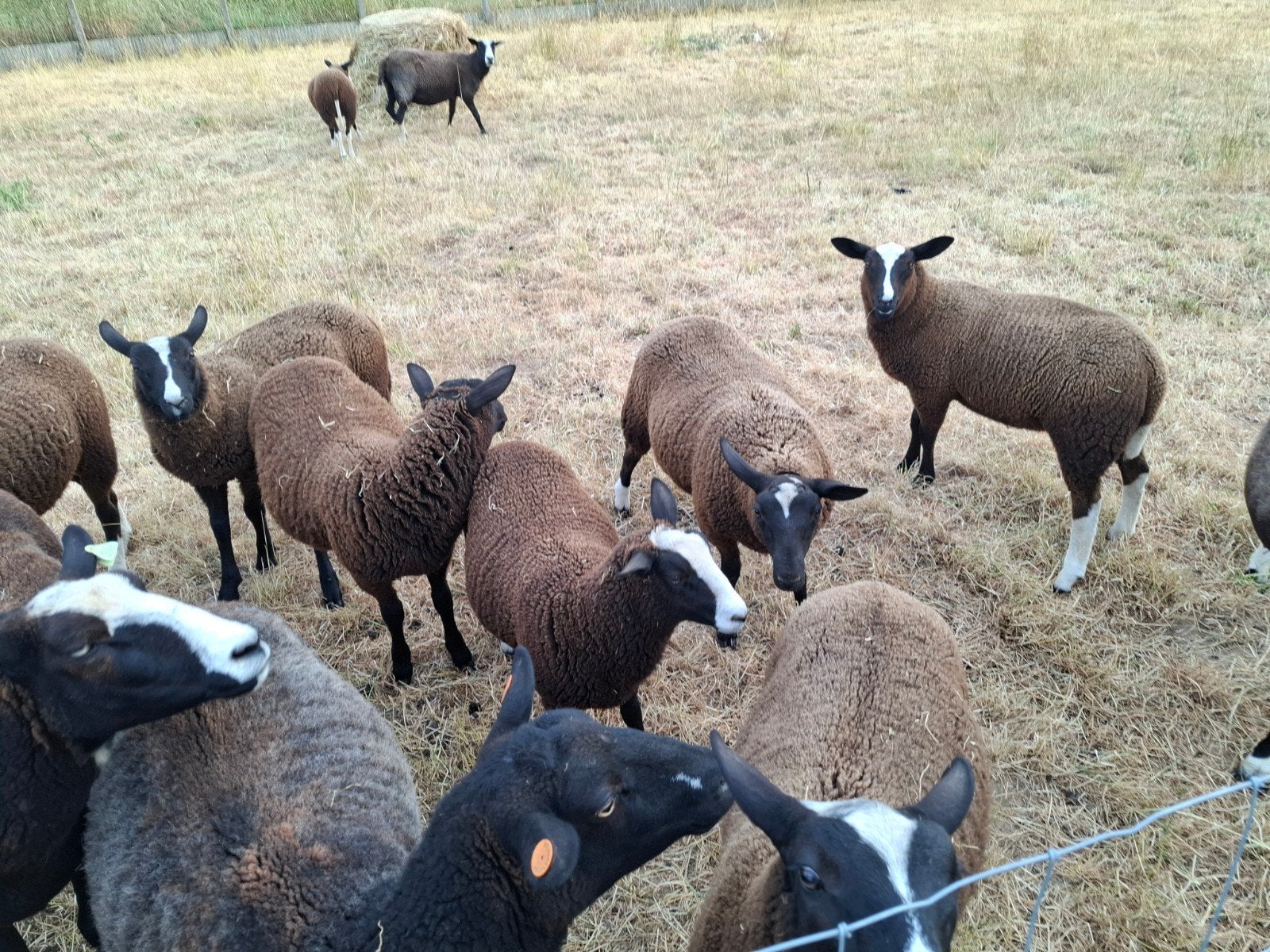 zwartblesschapen