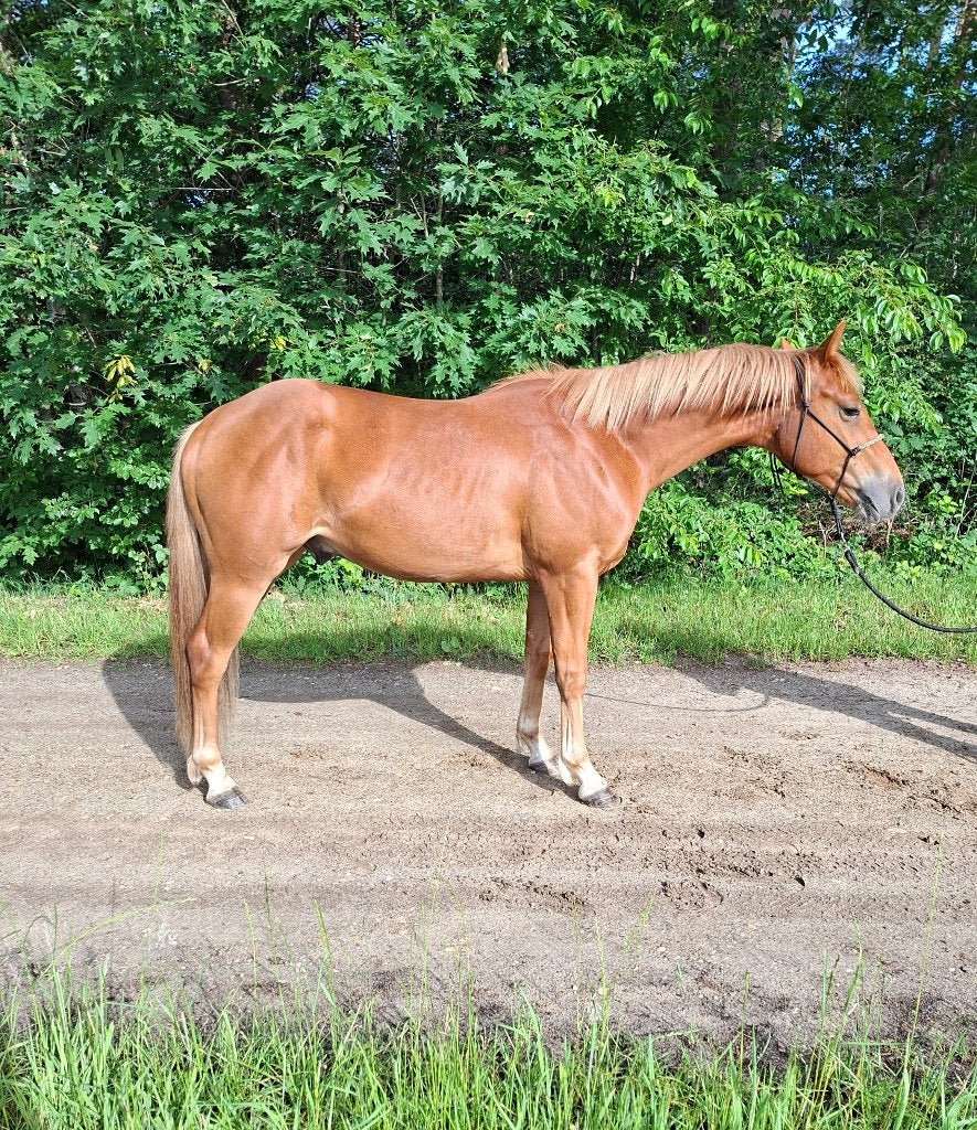 Quarter x New forest ruin, Vermifugé, Hongre, Poney de récréation, Poney D (1.37 m à 1.48m)