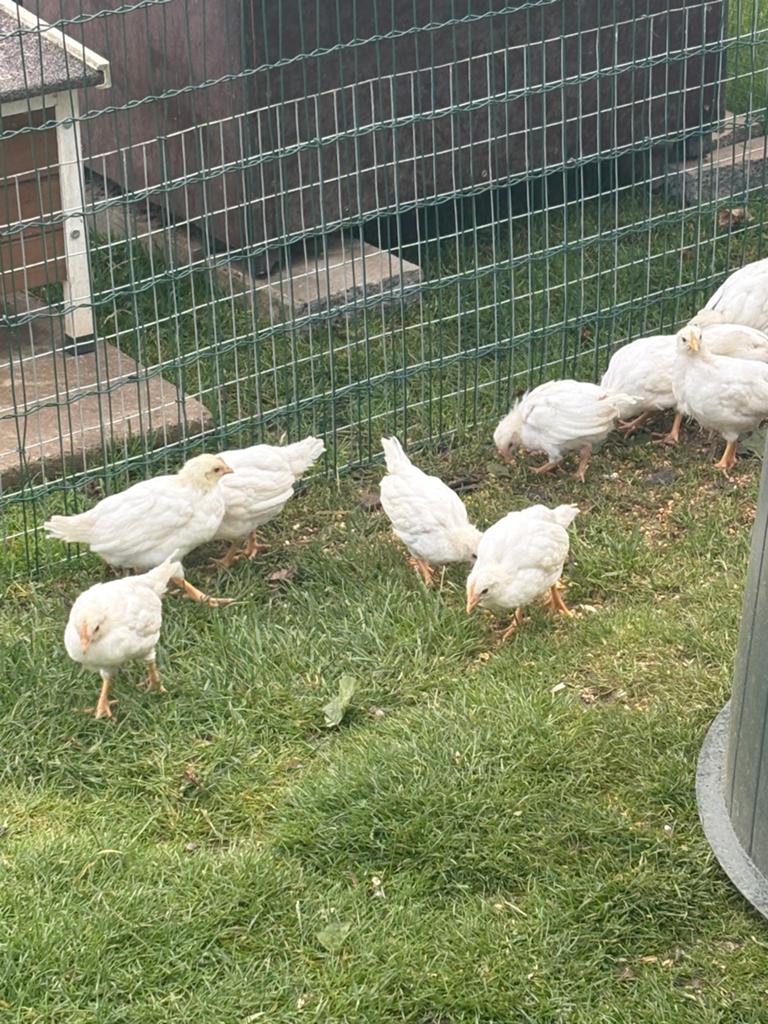 3 witte legkip hennetjes, Dieren en Toebehoren, Vrouwelijk, Kip