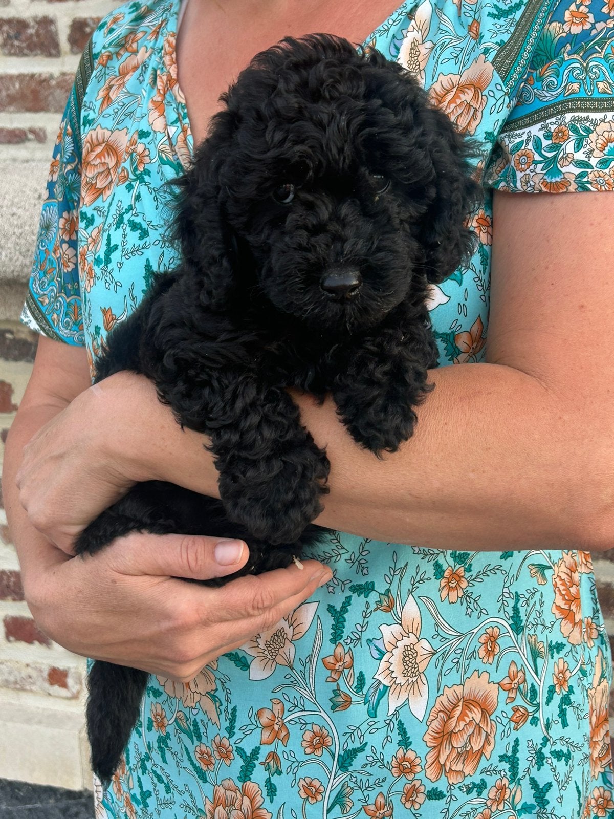 Dwergpoedel teefje - zwart, Caniche, Maladie de Carré (chiens), Chienne, Belgique