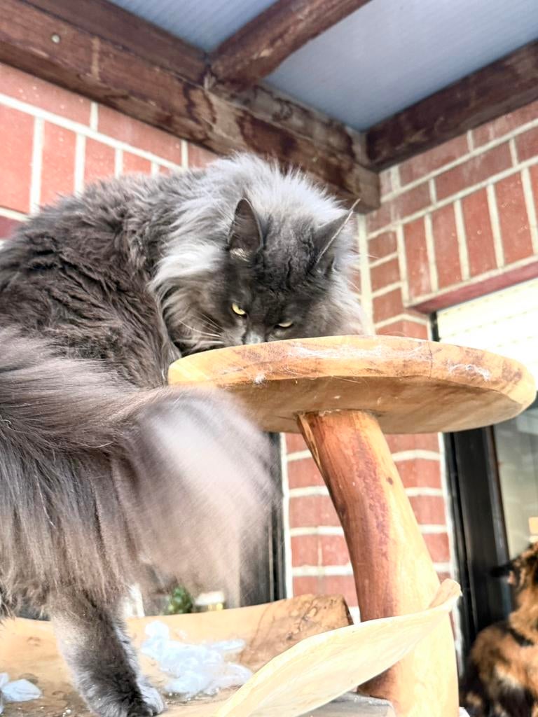 Blue Smoke poes met stamboom! Gereserveerd ❗️, Poes, Met stamboom, 0 tot 2 jaar