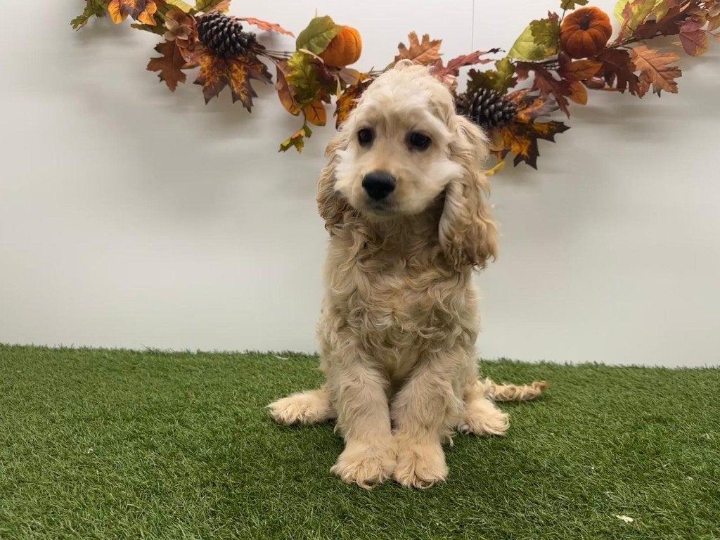 Amerikaanse Cocker Spaniel puberpups, België, 15 weken tot 1 jaar, Reu, CDV (hondenziekte)