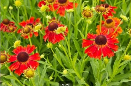 Helenium 'Moerheim Beauty', Ophalen, Zomer, Vaste plant, Volle zon