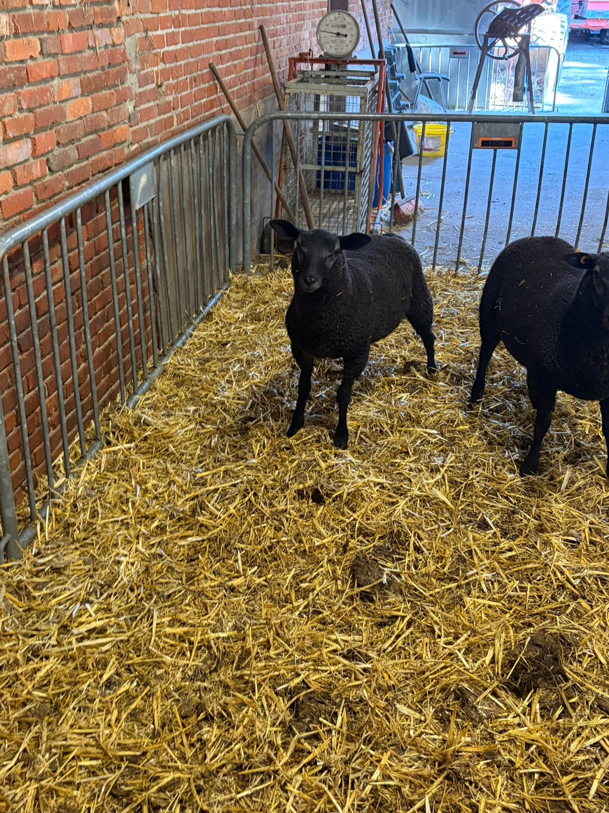 1 zwarte bok, Dieren en Toebehoren, Schapen, Geiten en Varkens