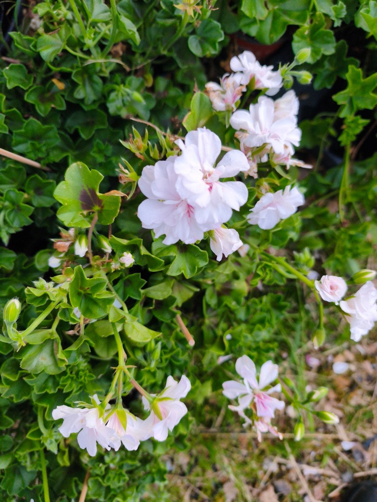 Geranium: pelargonium Peltatum, dubbelbloemig, wit, Tuin en Terras, Planten | Tuinplanten, Ophalen