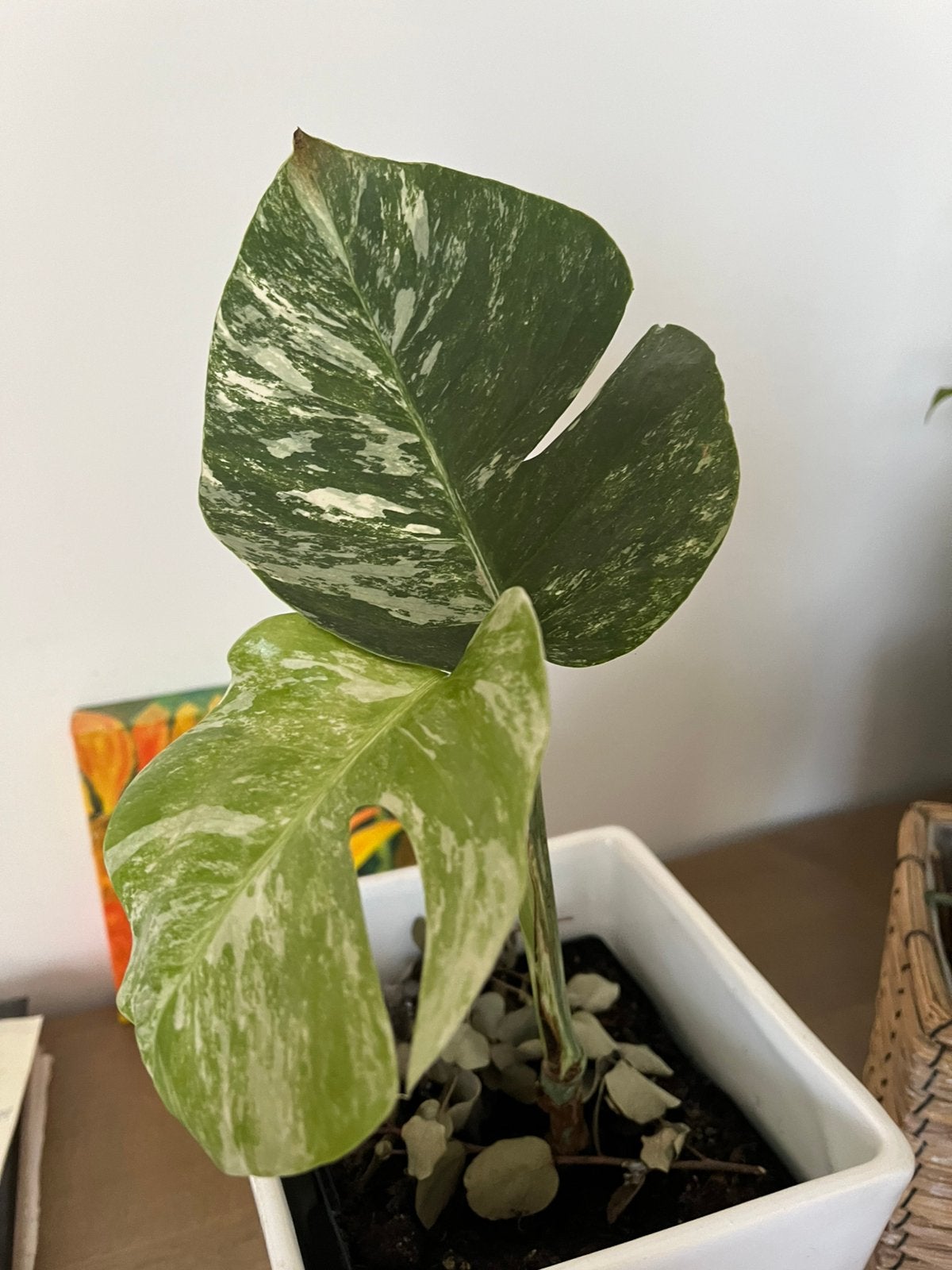 Monstera variegata in keramiek pot, Enlèvement