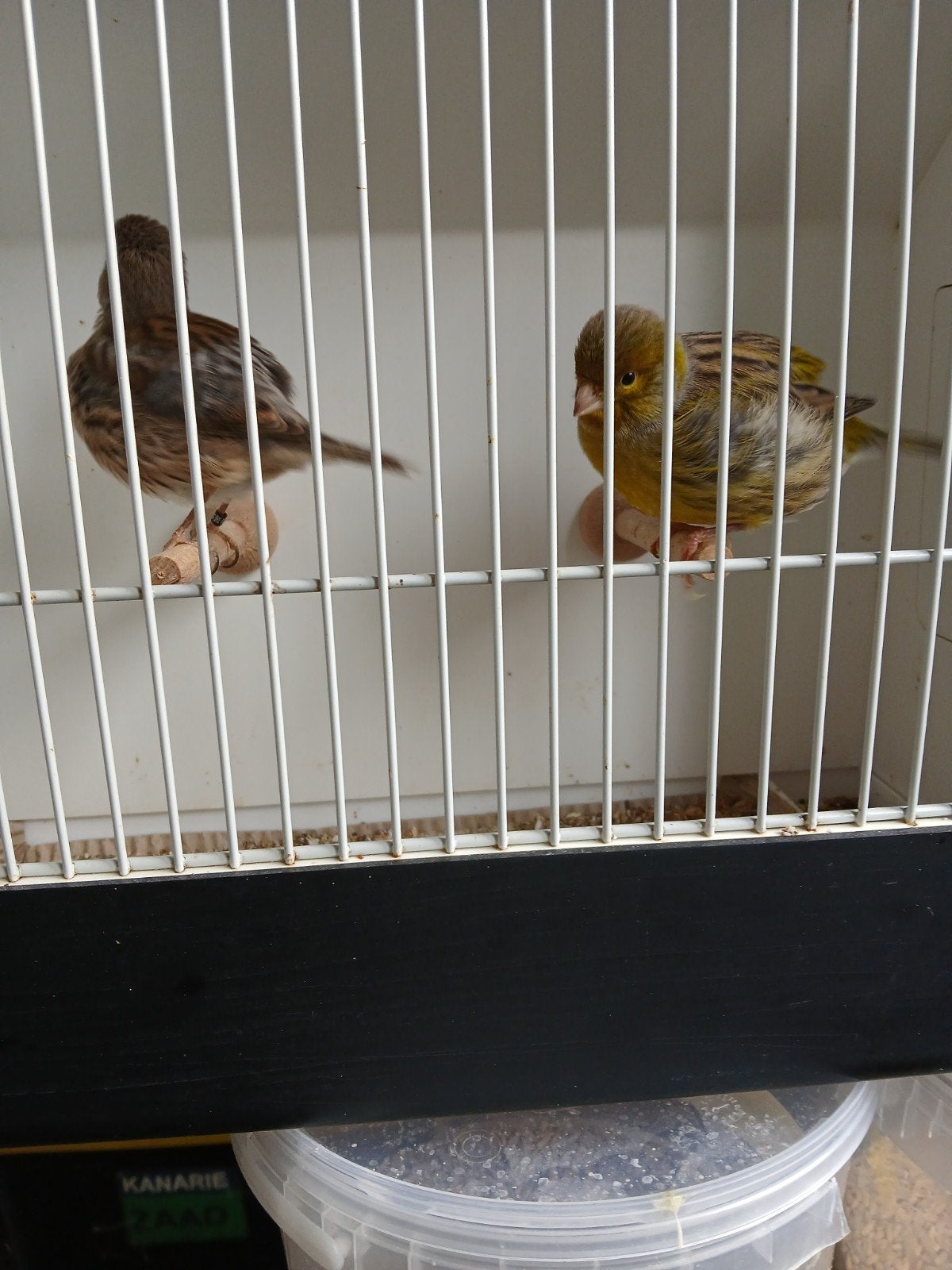 five fancy  koppel, Dieren en Toebehoren