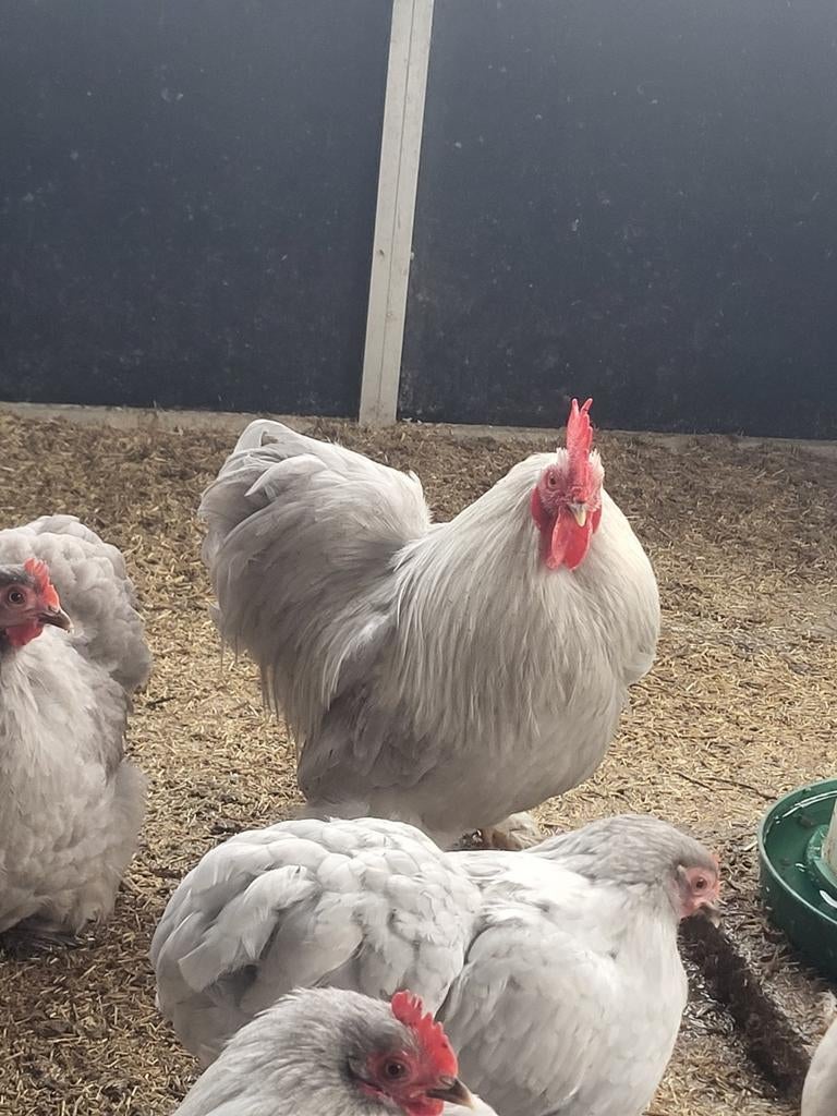 Coq gris perle Cochin Bantam, Mâle, Poule ou poulet