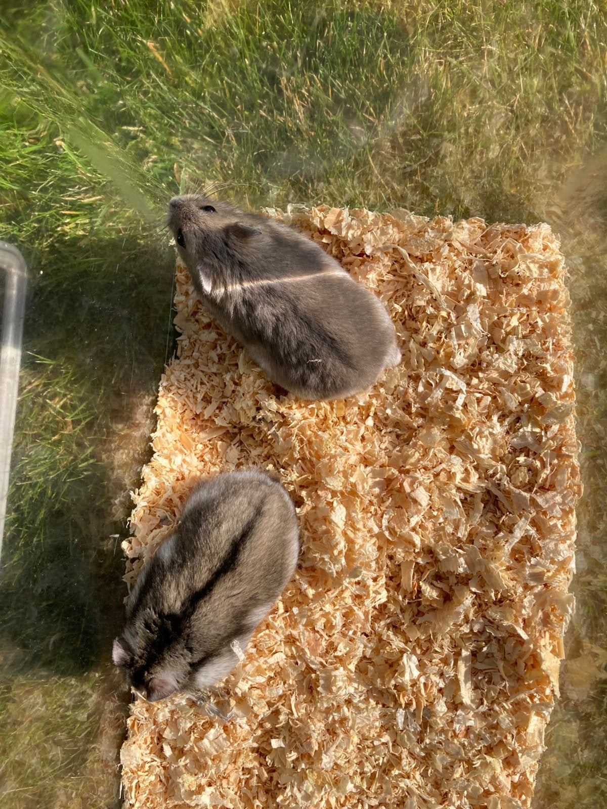 Hamsters nains, Hamster, Domestique, Juillet, Femelle