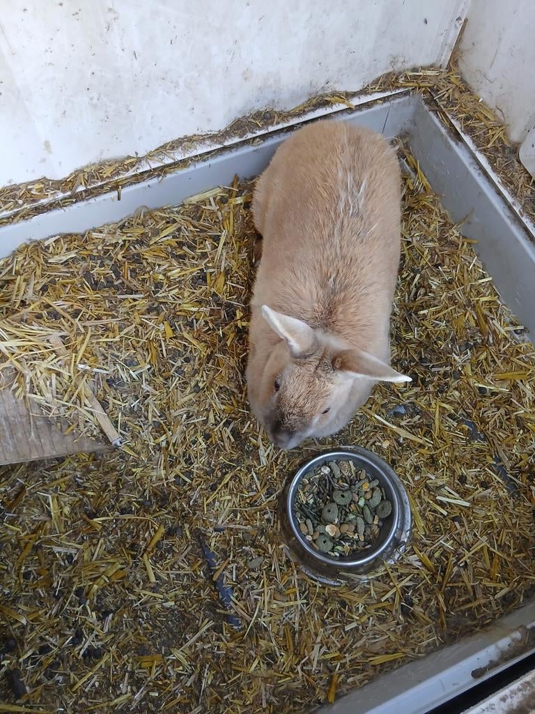 Konijn, Dieren en Toebehoren
