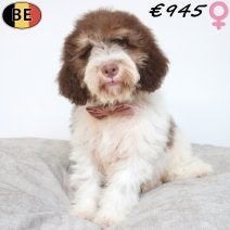Lagotto Romagnolo pups te koop -  krullende charme!, Dieren en Toebehoren, België, 15 weken tot 1 jaar, CDV (hondenziekte), Teef