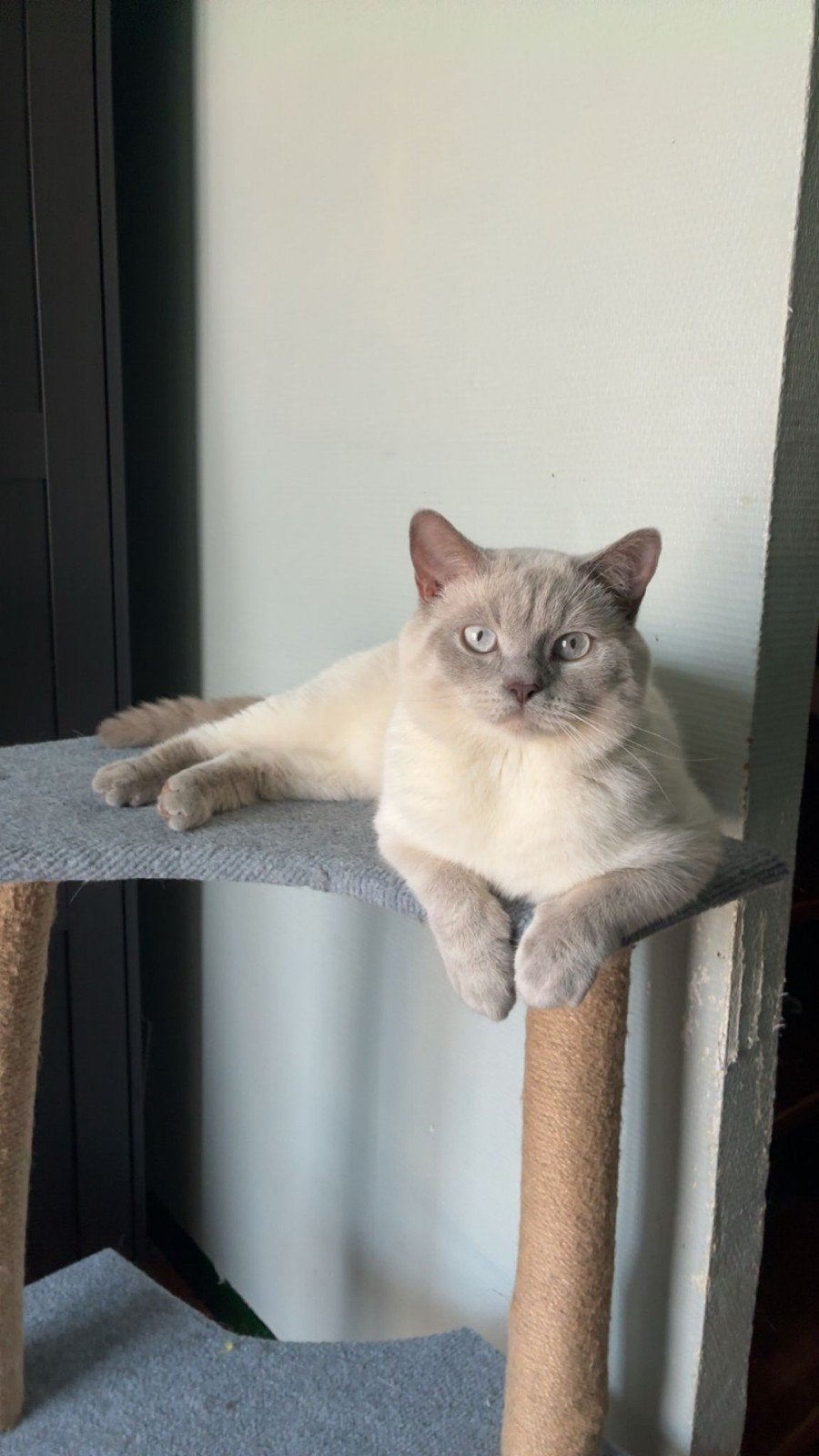 zeer mooie dekkater lilac point, Dieren en Toebehoren, 0 tot 2 jaar