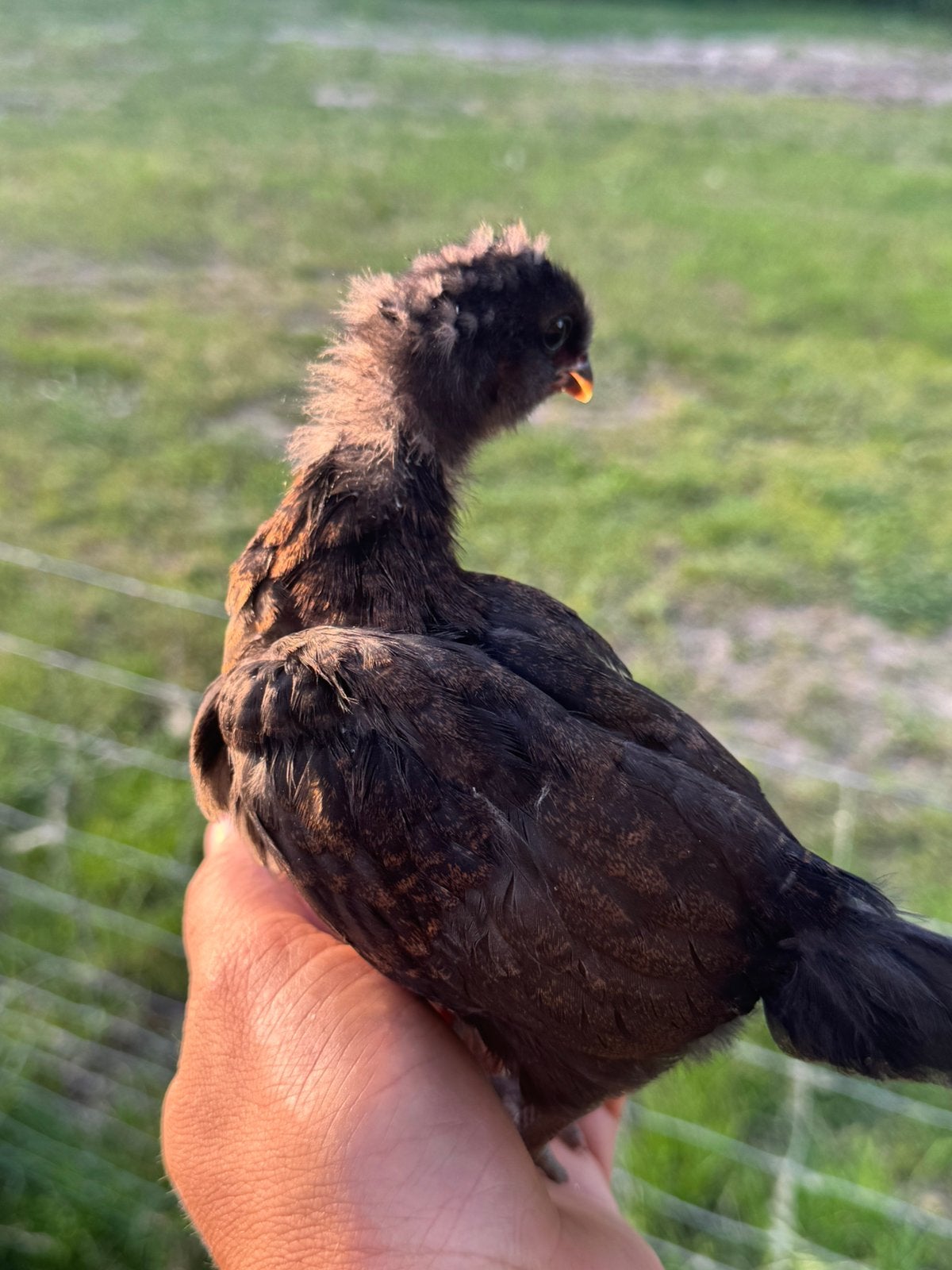 Araucana kuikentjes, Dieren en Toebehoren, Geslacht onbekend, Kip