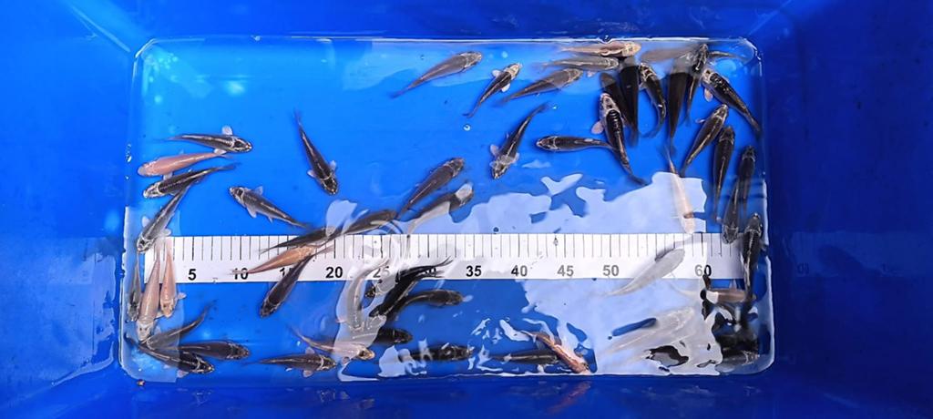 Baby koi 7/11cm, Dieren en Toebehoren