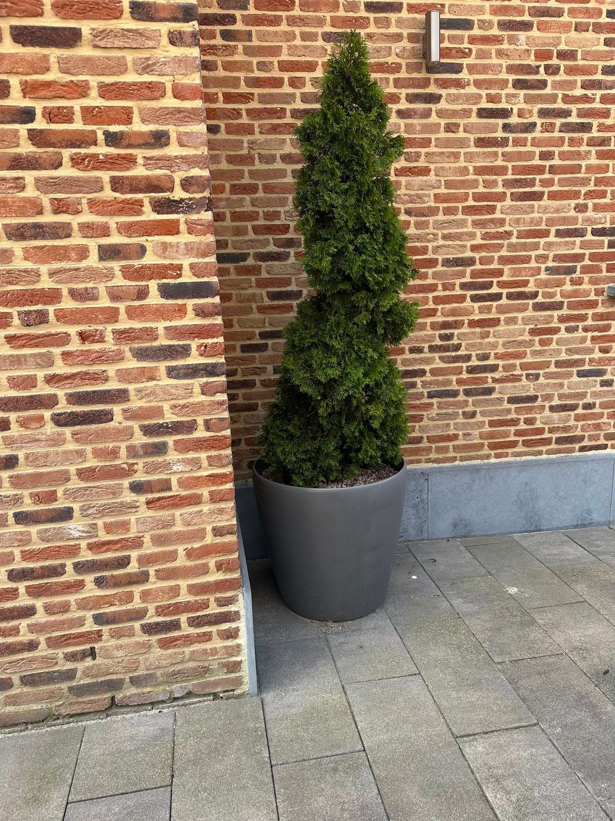 Conifeer in pot 60 cm doorsnee XL, Enlèvement, Moins de 100 cm