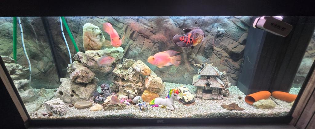 Aquarium rio 240 plus toebehoren en vissen, Ophalen