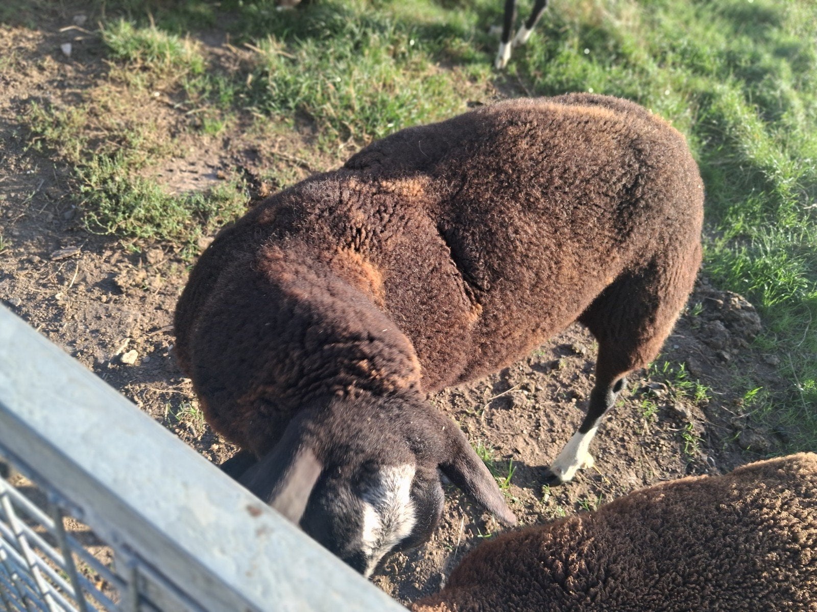 Zwartbles ooi, Vrouwelijk, Schaap, 0 tot 2 jaar