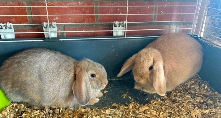 nederlandse hangoorkonijnen, Animaux & Accessoires, Lapins