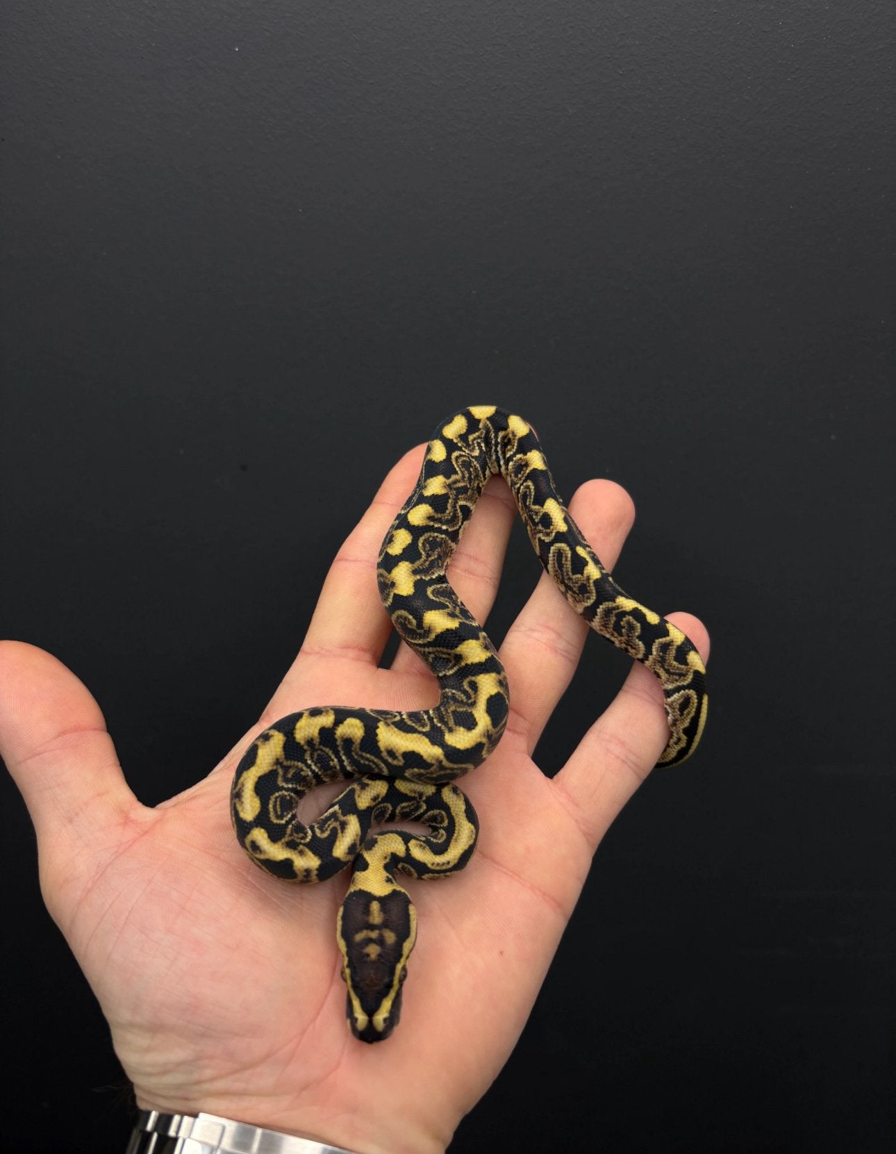 1.0 super ghi enchi spotnose 66% dh hypo clown, Dieren en Toebehoren, Slang, Tam, 0 tot 2 jaar
