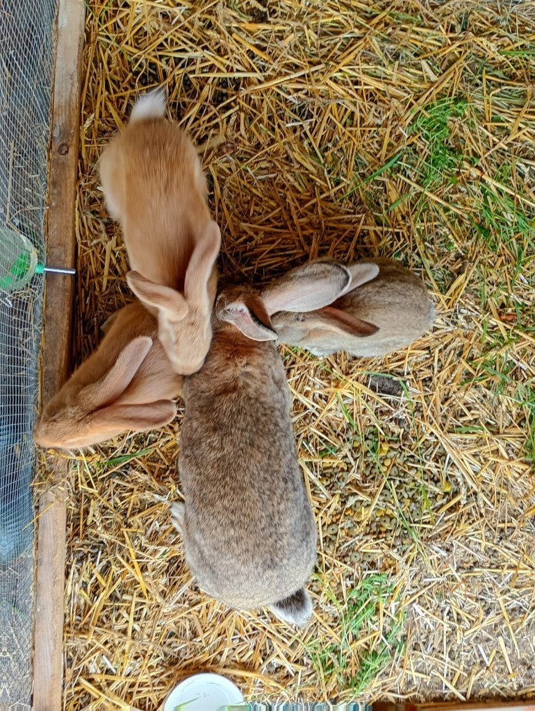 Vlaamse reus. Jonge konijntjes, Animaux & Accessoires, Lapins, Grand, Plusieurs animaux, 0 à 2 ans