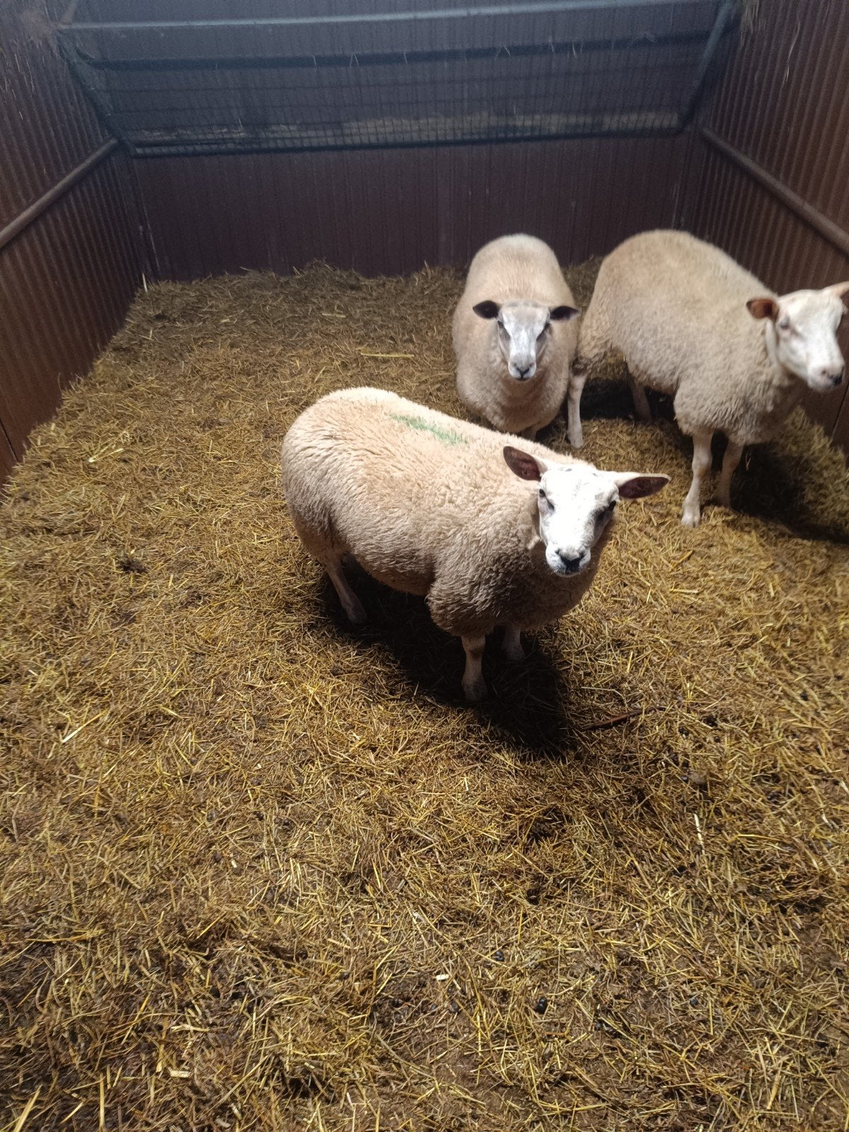 schapen bokken, Dieren en Toebehoren