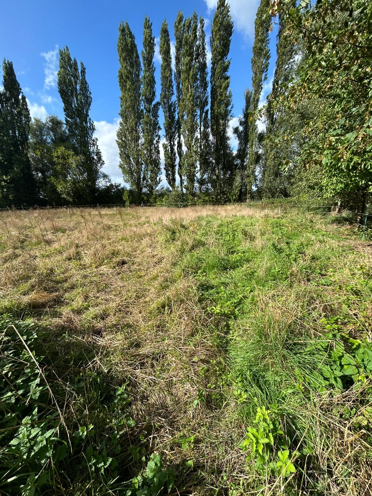 Weideplaatsje aangeboden/weidemaatje gezocht, Dieren en Toebehoren, Weidegang, 1 paard of pony