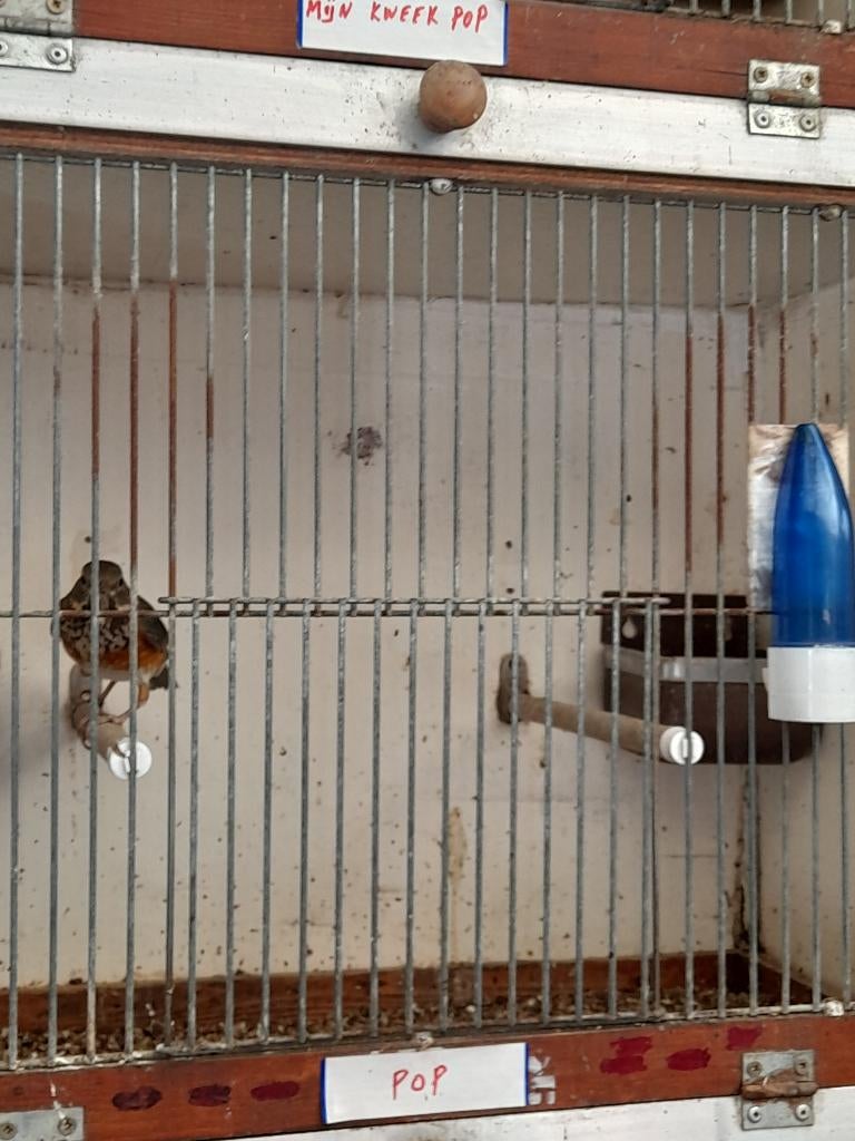 Lijsters, Dieren en Toebehoren, Vrouwelijk, Wildzangvogel, Geringd