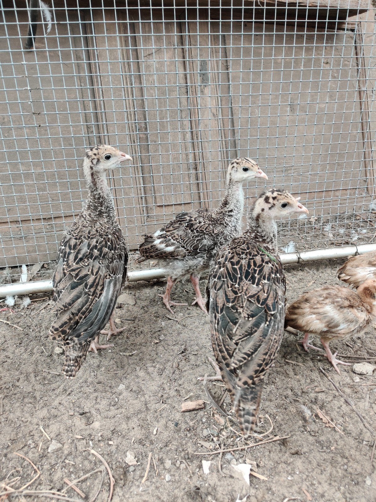 Brons kalkoen van 6 weken, Dieren en Toebehoren, Pluimvee, Geslacht onbekend, Kalkoen