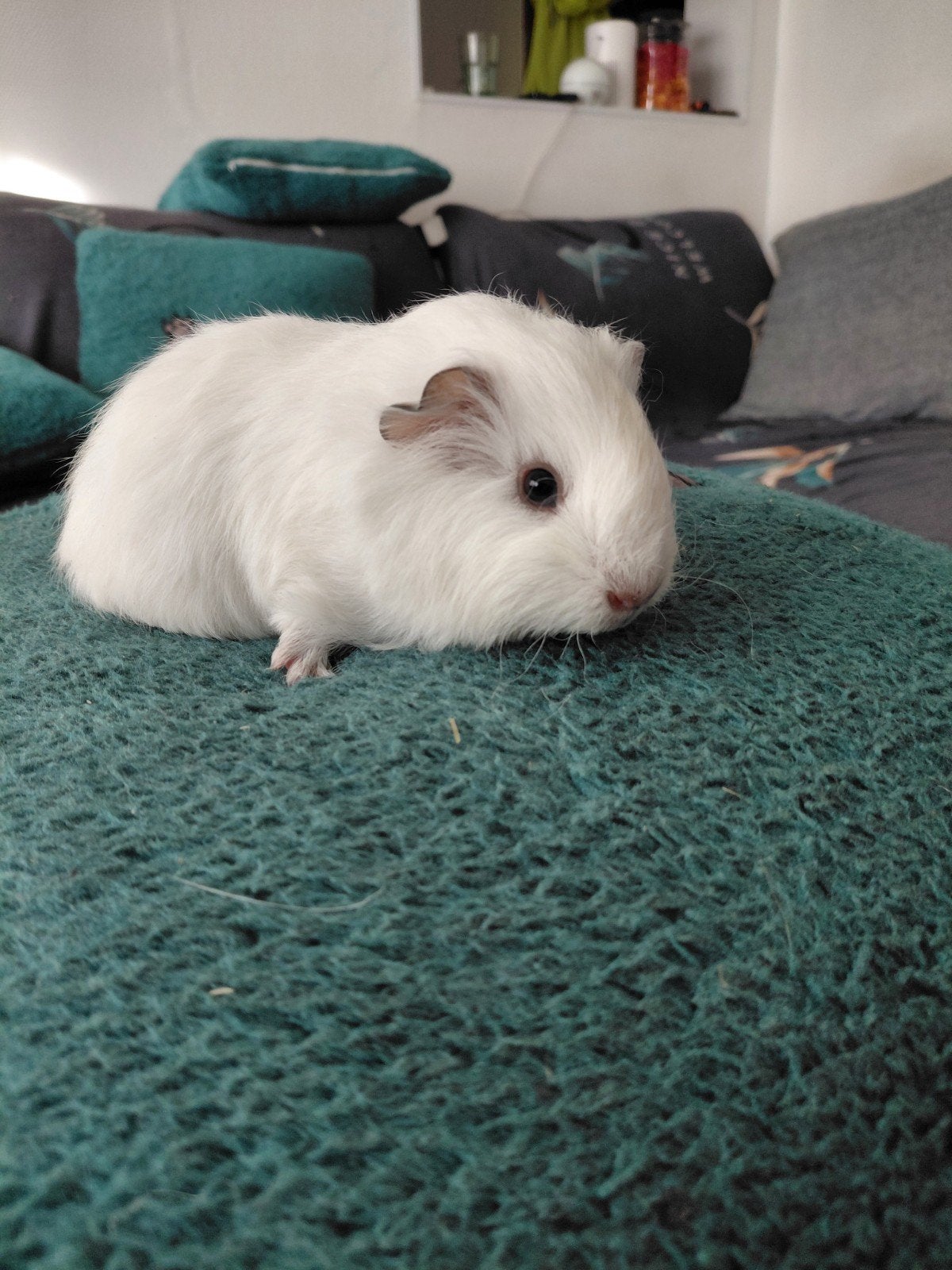 Cavia, cobaye  Ch teddy mâle, Animaux & Accessoires, Mâle, Domestique, Septembre, Cobaye