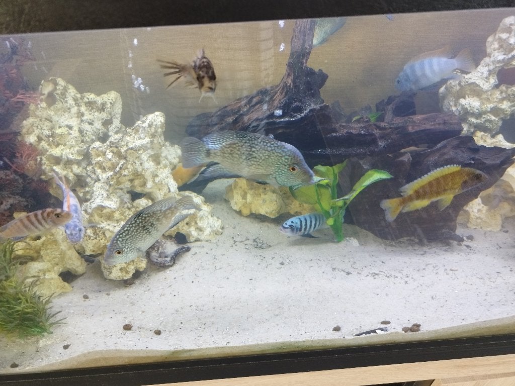 Cychilden, Poisson, Poisson d'eau douce