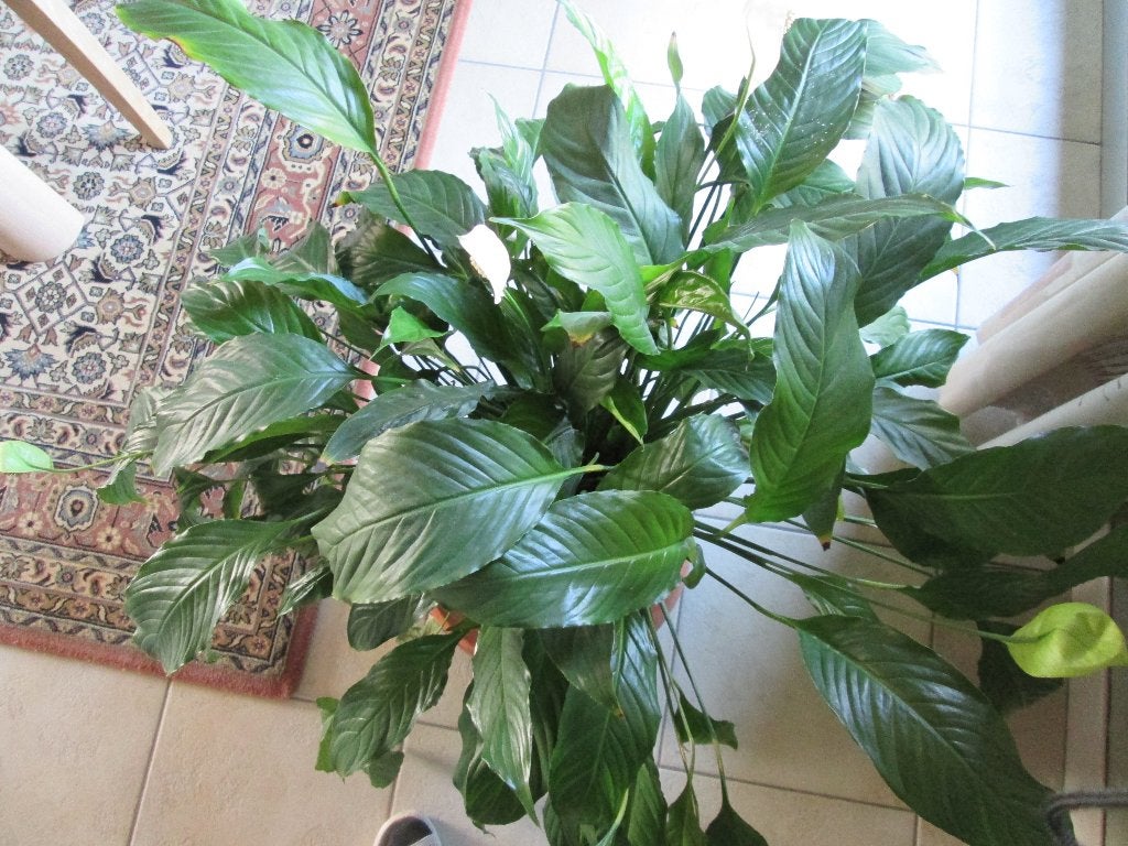 lepelplant, Maison & Meubles, Autres espèces, En pot, Plante à fleurs, Moins de 100 cm