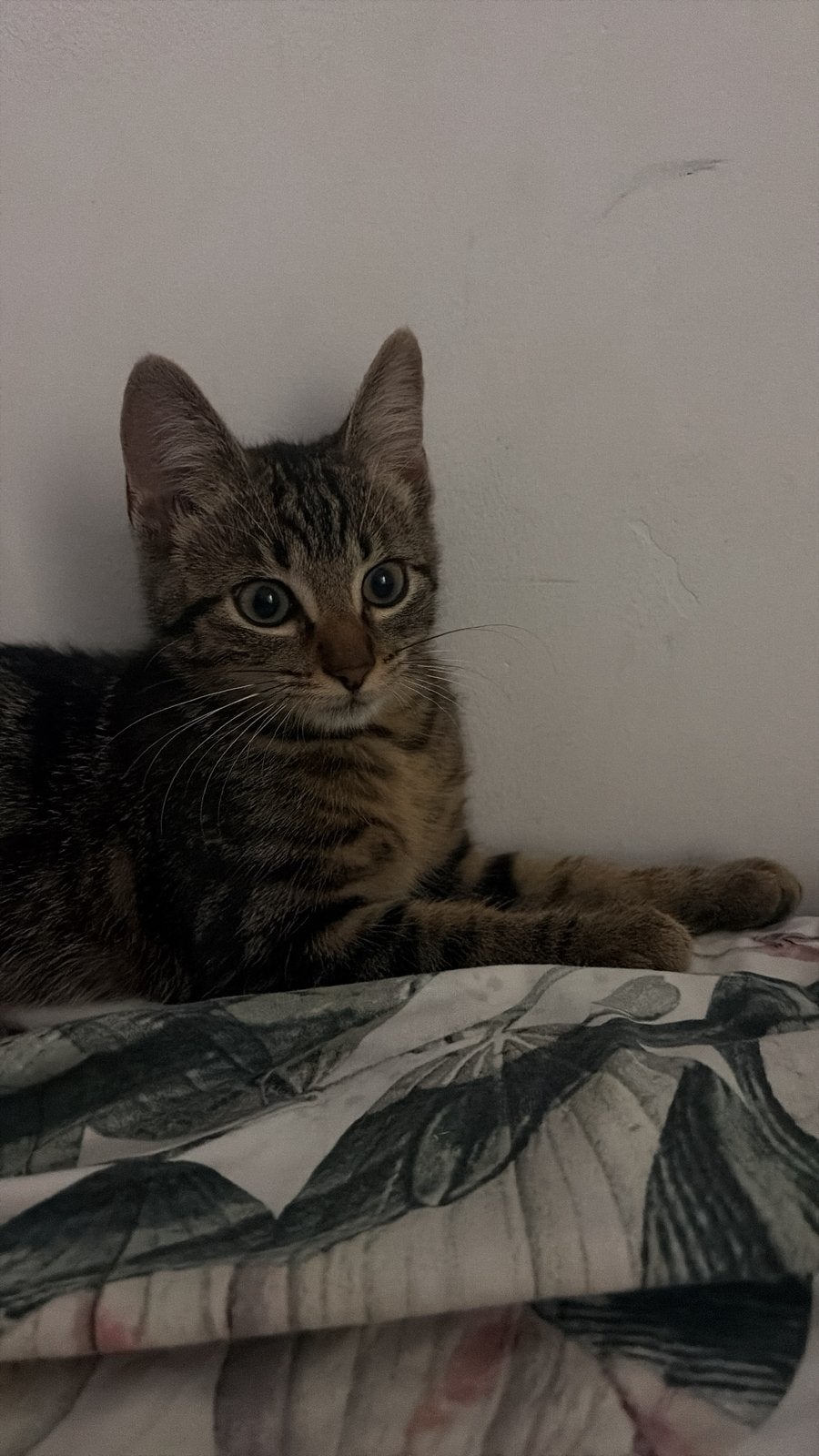 Een gratis kitten poes, Enlèvement, Neuf, Synthétique, Animal